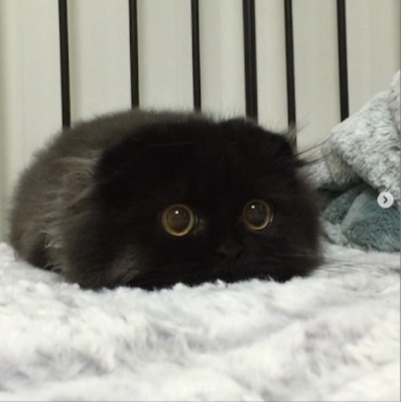 faeryteef
